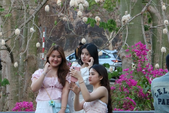 Hàng bông gòn ở Vũng Tàu bung nở trắng xóa, cảnh đẹp tựa "tuyết xứ Hàn"