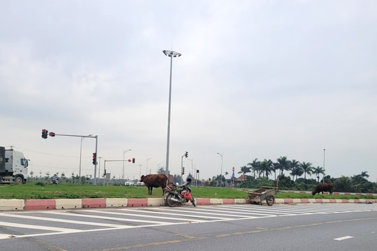 Đảo giao thông quốc lộ 37 đoạn qua xã Quốc Tuấn thành nơi chăn thả bò
