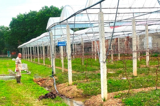 Dư nợ tín dụng chính sách tại Cẩm Giàng gấp gần 2,4 lần cùng kỳ