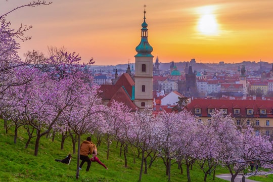 Hoa xuân nở rộ ở trái tim Praha