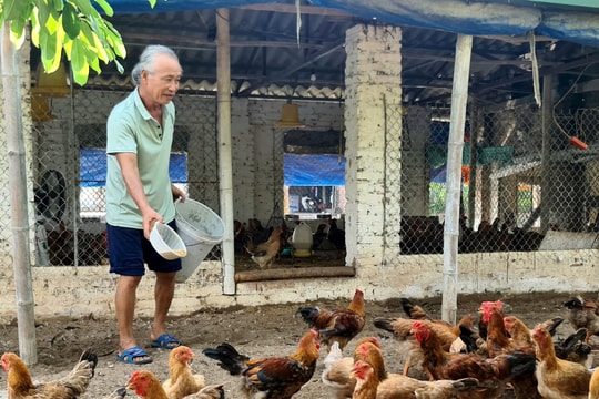 Bổ sung thảo dược trong chăn nuôi gà cho hiệu quả kinh tế cao