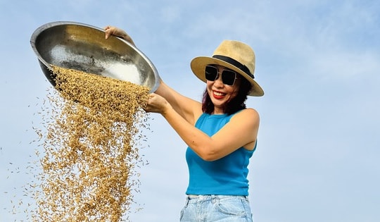 Cánh đồng lúa chín vàng ở Bà Rịa - Vùng Tàu gây sốt