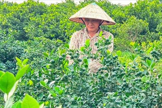 Quất trái vụ ở Thanh Sơn được mùa, được giá