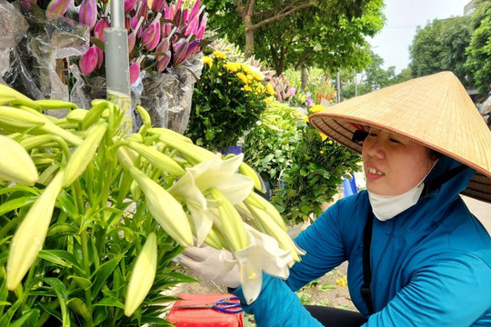 Hoa loa kèn xuống phố