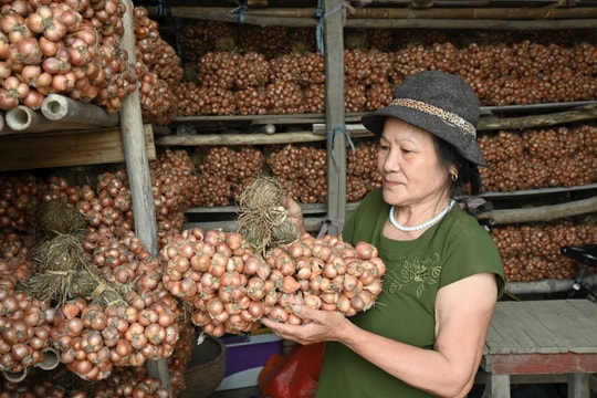 Kinh Môn vào mùa sơ chế hành tỏi
