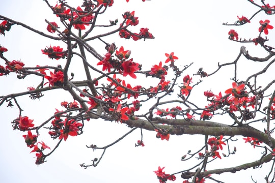 Theo dấu mộc miên