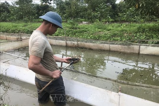 Nước mặn xâm nhập ảnh hưởng đến cuộc sống người dân ở Hải Dương