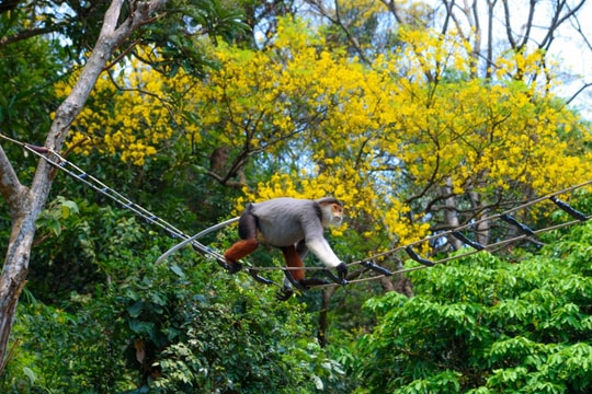 Ngắm loài hoa độc đáo phủ vàng một góc bán đảo Sơn Trà