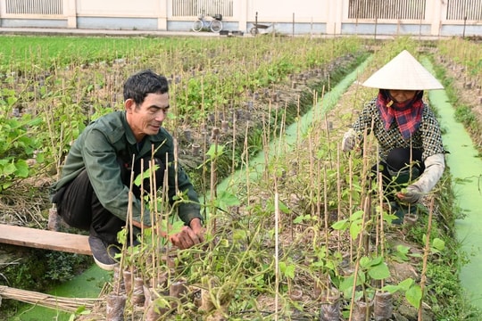 Mầm sắn dây Kinh Môn vươn xa