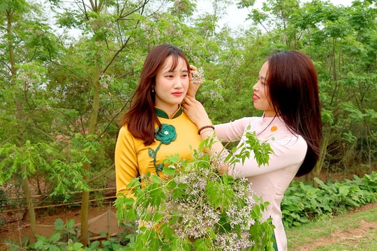 Nao lòng sắc tím hoa xoan
