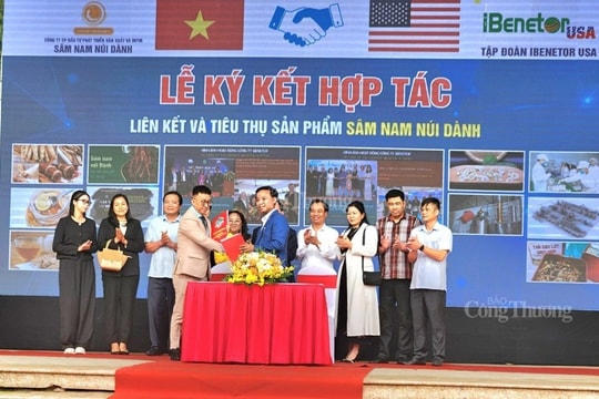 Sâm Nam núi Dành được phân phối độc quyền tại thị trường Hoa Kỳ