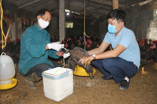 Cúm A/H5N1 dễ lây truyền từ gia cầm sang người và có thể lây lan thành dịch