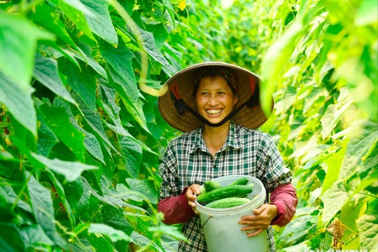 Nông dân Quyết Thắng (TP Hải Dương) thu lãi mỗi sào dưa chuột từ 9-10 triệu đồng