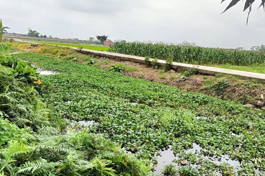 Tuyến kênh trung thủy nông xã Minh Hòa bị ách tắc