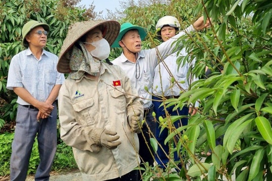 Thanh Hà tập trung bảo vệ quả vải
