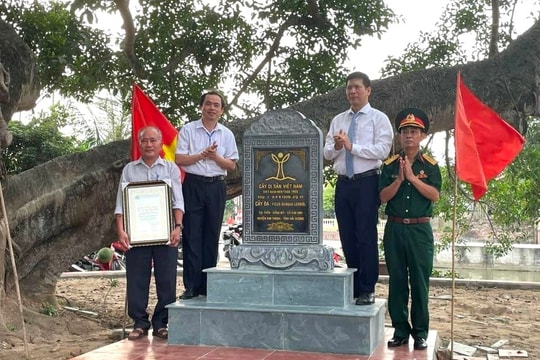 4 cây đa cổ thụ ở xã Kim Anh được công nhận là cây di sản