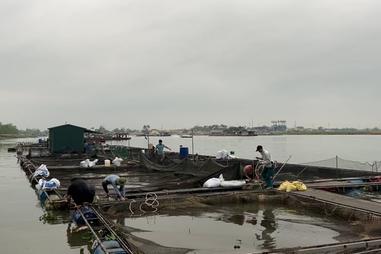 Nông dân Tiền Tiến, Nam Đồng (TP Hải Dương) trắng đêm chuyển lồng cá đến Nam Sách
