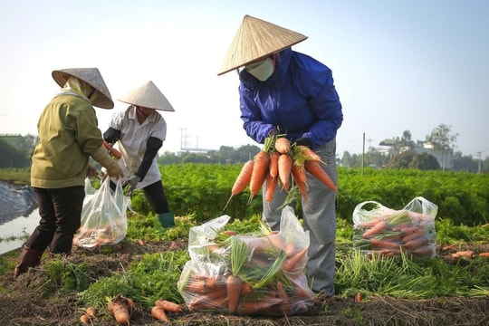 Harvest season in carrot capital