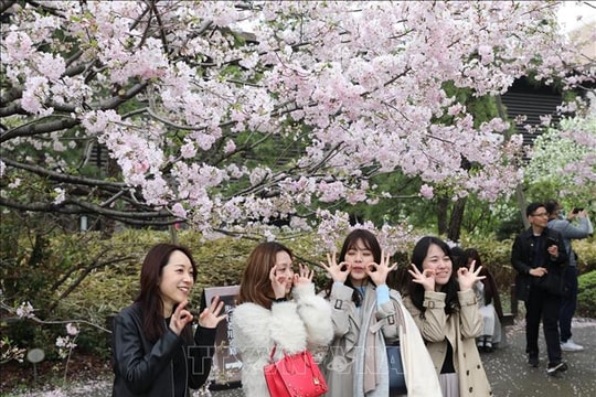 Tokyo mùa hoa anh đào rộ