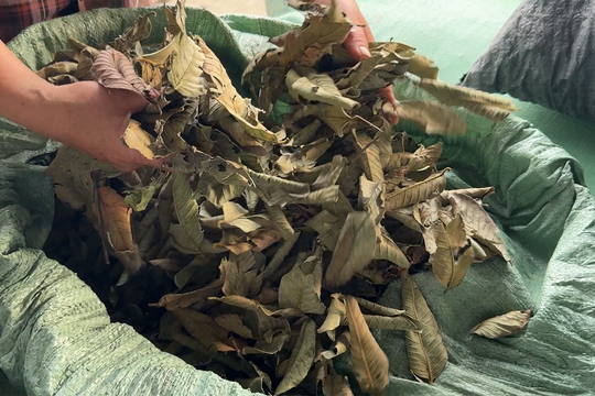 Lá ổi ở Thanh Hà đắt khách