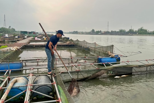 Khuyến cáo người nuôi cá lồng thường xuyên quan sát vùng nước để tăng oxy khi có dấu hiệu bất thường