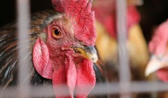 Cúm A(H9) trên người có nguy hiểm không?