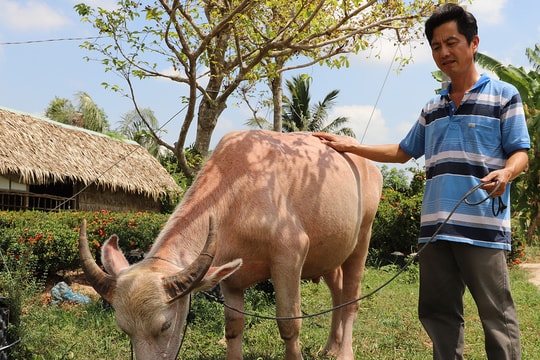 Có con trâu hiếm, lão nông miền Tây thu hút hơn 200 người đến xem mỗi ngày
