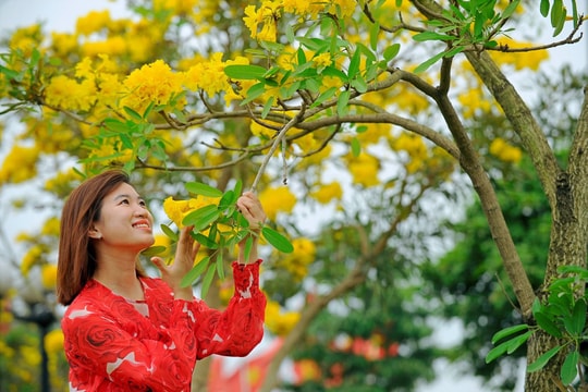 Hoa phong linh nhuộm vàng đại lộ ở TP Hải Dương
