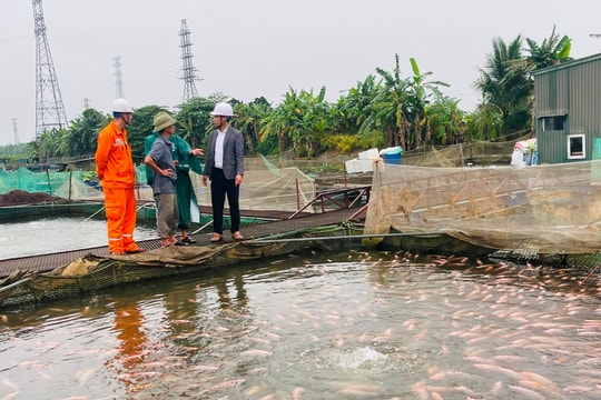 Điện lực TP Hải Dương nâng công suất aptomat cho khu vực nuôi cá lồng