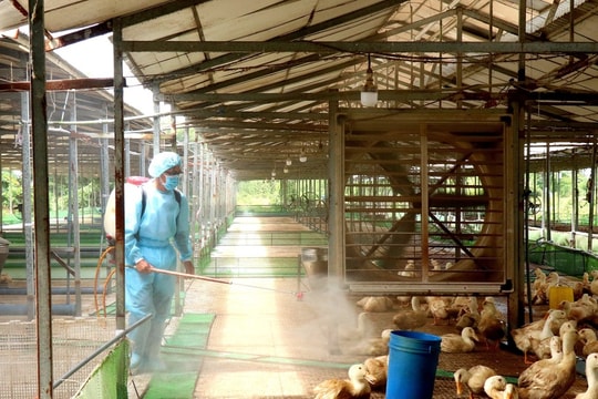 Các biện pháp phòng lây nhiễm chủng cúm A/H9 từ gia cầm sang người