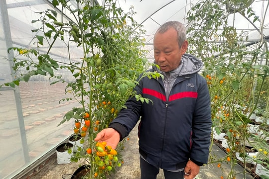 Nông dân Hải Dương thực hiện trên 41.000 giao dịch trên sàn thương mại điện tử