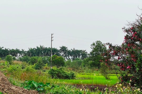 Gần 20 năm ngóng Bệnh viện Quốc tế DELTA