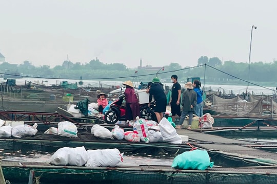 Ngân hàng rà soát, có biện pháp hỗ trợ hộ nuôi cá lồng bị thiệt hại