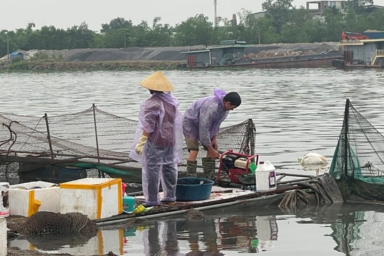 Cá lồng ở Hải Dương chết do thiếu oxy, không phải do dịch bệnh