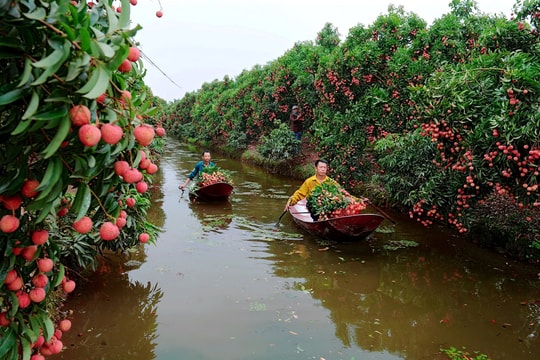 Từ sản vật làng quê xứ Đông tiến vua thành OCOP