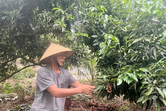 Nông nghiệp Hải Dương đối mặt với thời tiết cực đoan