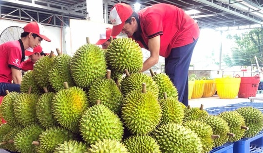 Hàng loạt nông sản Việt rất "hot" trên thị trường quốc tế