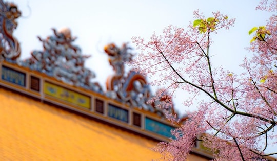 Ngắm ngô đồng, loài hoa "vương giả" nở hồng trời xứ Huế