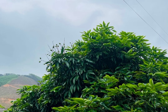 Diện tích trồng vải ở Chí Linh giảm 8 ha