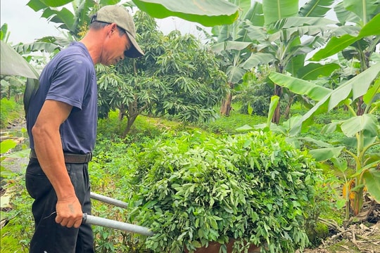 Rau ngót Hà Kỳ đắt khách