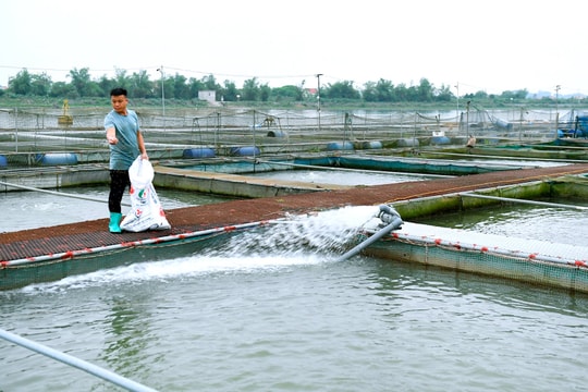 Thông tin chính thức của Sở Nông nghiệp và Phát triển nông thôn Hải Dương về vụ cá lồng bị chết