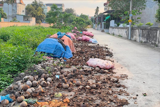 Đường ở xã Thanh Quang (Nam Sách) bị chiếm dụng phơi vỏ dừa, cành củi