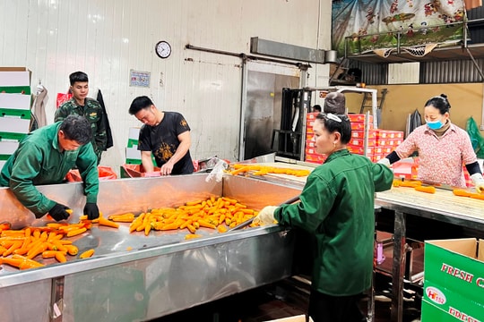 Xã Đức Chính xuất khẩu hơn 32.000 tấn cà rốt