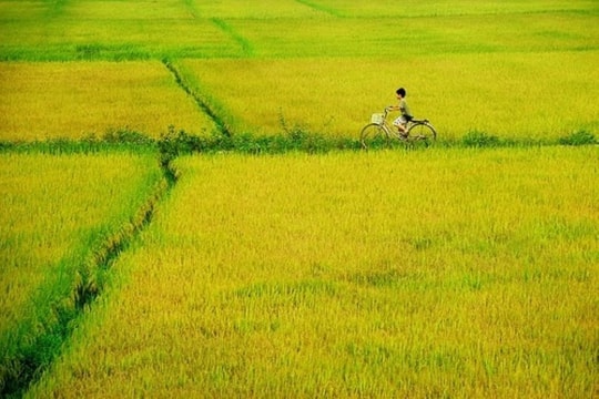 Hết rồi giáp hạt tháng ba