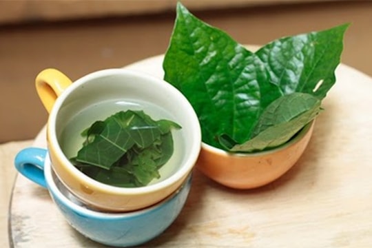 Uống nước lá lốt mỗi ngày có tốt?