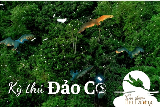 Kỳ thú Đảo Cò