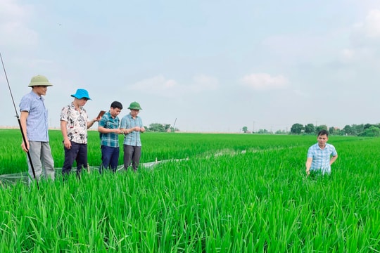 Hải Dương khuyến cáo nông dân tăng cường phòng trừ sâu bệnh trên cây lúa, vải