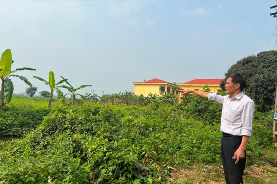 Hết thời gian triển khai, dự án khu dân cư mới xã Cao Thắng (Thanh Miện) vẫn để cỏ mọc