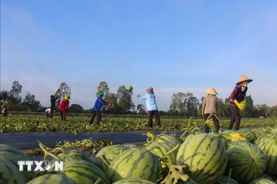 Khuyến cáo dưa hấu Việt Nam xuất khẩu sang Trung Quốc phải có nguồn gốc xuất xứ