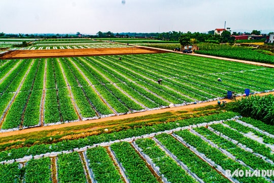 Màu xanh mướt trên đất bãi Nhân Huệ (Chí Linh)